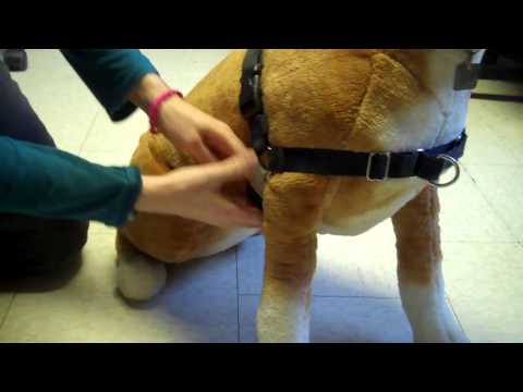 osc:-sensation-vs.-easy-walk-|-2-types-of-front-clip-harnesses