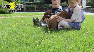 Affectionate Cavapoo Puppies by Lancaster Puppies 80 views 3 days ago 51 seconds