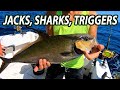 Amberjack, Banded Rudder Fish, and a Big Shark Offshore