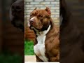 pitbull attitude #short🤬🤬🤬