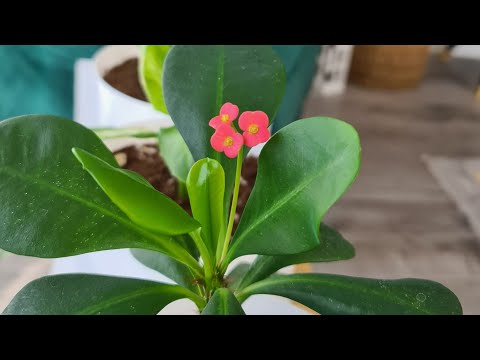 Video: Tatlı Pembe Etli Bitkiler - İç Mekanda Yetiştirmek için 5 Pembe Etli Çeşit