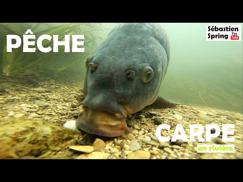 PÊCHE de la CARPE en rivière - SUBAQUATIQUES de FOLIE!