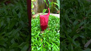Jumbo Roll😯|Beef | Kothu Porotta| Bread omelette| Dragon fruit Juice| Broast |Malappuram Food Trip