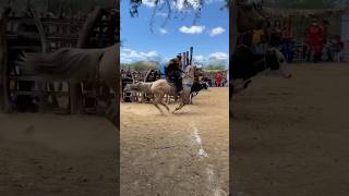 CAVALÃO PALOMINO DIFERENTE, SAIU NA ANCA DO BOI CARETA LIGEIRO #pegadeboinomato #vaqueiro #cavalo