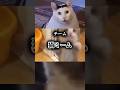 【最終決戦】猫ミームVSヒカマニ 強さ比べ#猫 #猫ミーム #ヒカキン #ヒカマニ #youtubeshorts #tiktok #伸びろ #はやりのやつ #ネタ #shorts #強さ比べ
