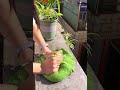 Matcha Matcha, I'm going to post lots of these! #RelaxationHealingVideo #Slime