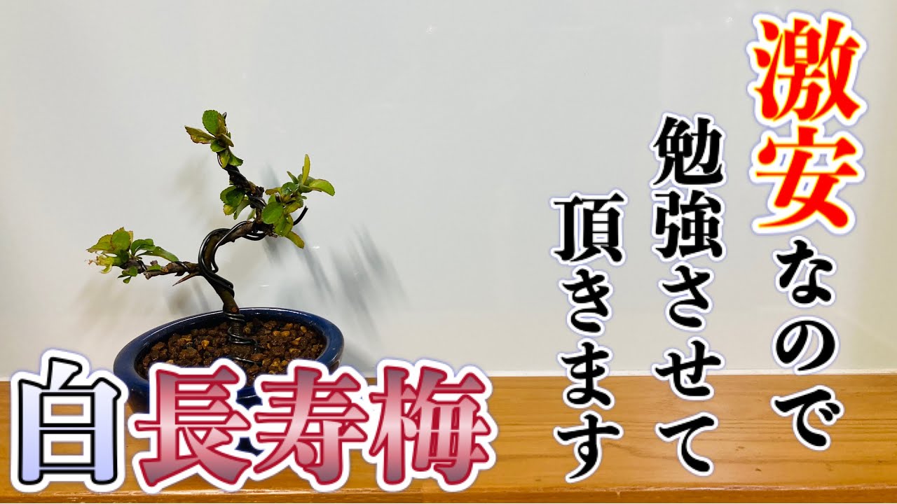 I pruned, wired, repotted, and messed around with a super cheap