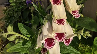 Gölgede Yetişen Bitkilerimden Yüksüt Otu Çiçek Açtı 🌼💮🌸. 27 Mayıs 2022. Resimi