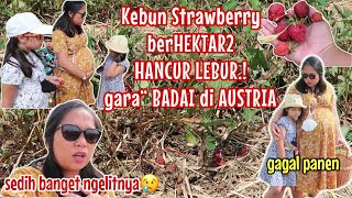 HARVEST FAILURE! STRAWBERRY GARDENS DESTROYED BY STORMS!! 😢