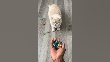 Reverse Magic! 😺 Watch This British Shorthair Cat Go Crazy 💛 #cat #shorts #viral #funny #cute