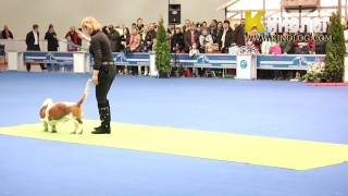 Dog dancing show 'Eurasia  2012 / Russia / Moscow'. Freestyle. by KinologVideo 2,137 views 12 years ago 4 minutes, 29 seconds