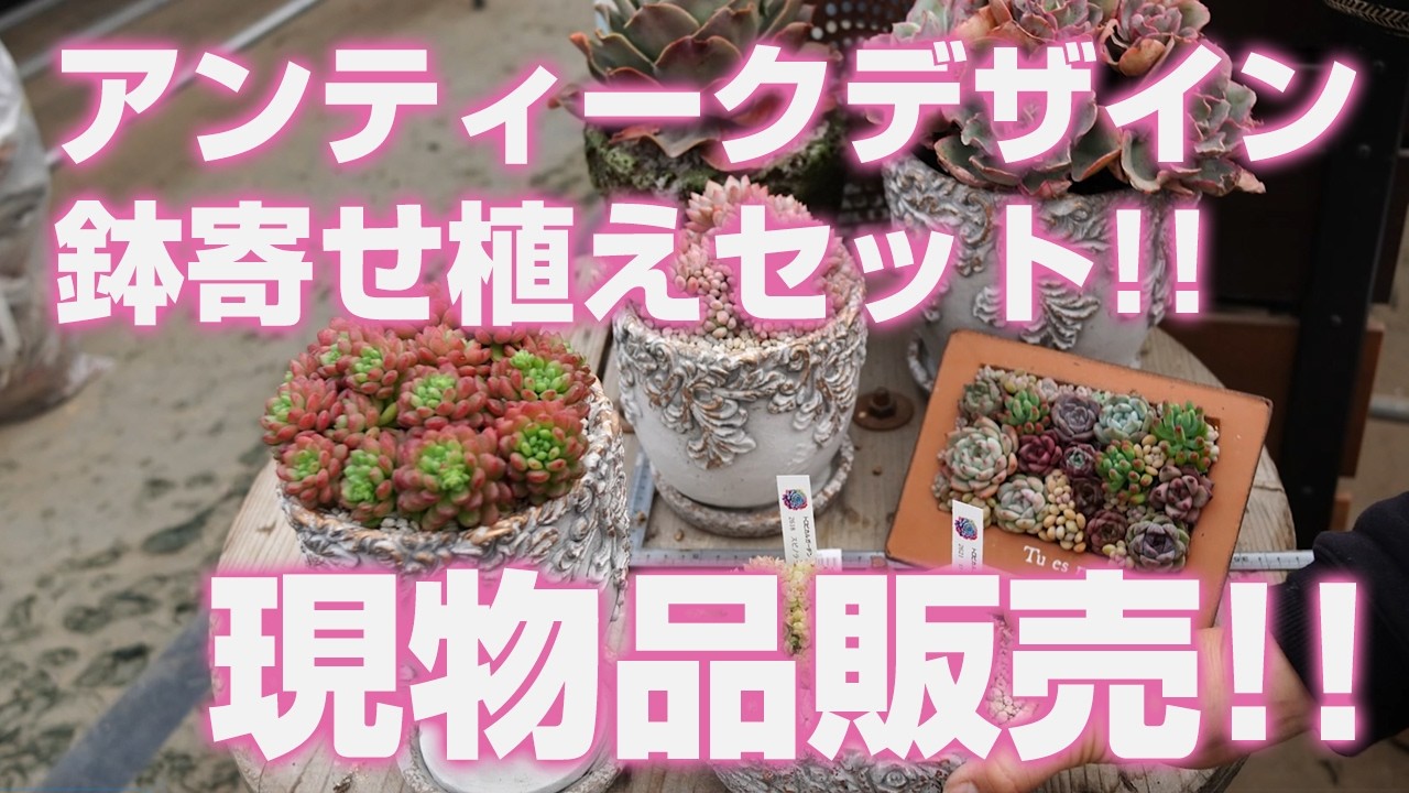 【*】様 ・:*多肉植物そのまま飾れる・:*ヨーロピアンアンティーク鉢・:*大き 多肉植物】アンティークデザイン鉢寄せ植えセット!!現物品販売のご紹介