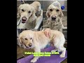 Point Loma Dog Salon N SPA, Grooming and Bath Brush,