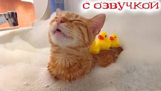 Приколы с котами! С ОЗВУЧКОЙ 😹 Лучшие смешные видео! Самые Смешные Животные! — это угар
