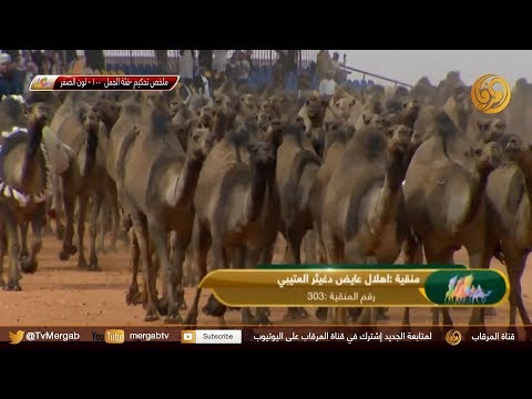 ملخص تحكيم فئة الجمل 100 لون الصفر السبت 16 3 2019