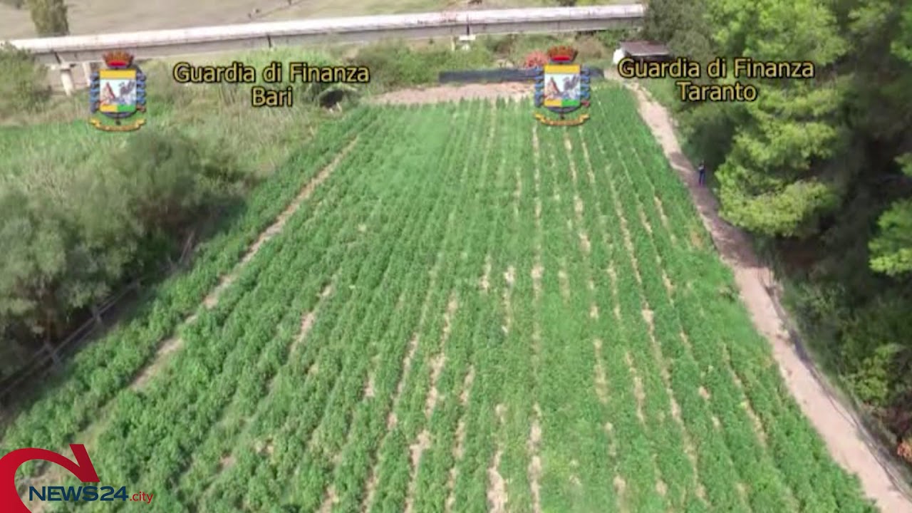 CASTELLANETA | Maxi piantagione di marijuana sequestrata dalla GdF: 6 arresti