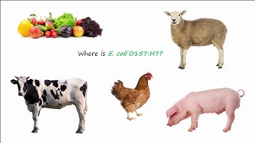 E. coli 0157:H7 Part 1 - Transmission