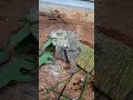 Makan Daun Pepaya