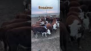 Бос жұріп бордақыланатын бұқалар