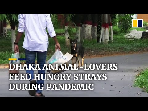 Dhaka animal-lovers feed stray dogs and wild monkeys amid coronavirus pandemic in Bangladesh