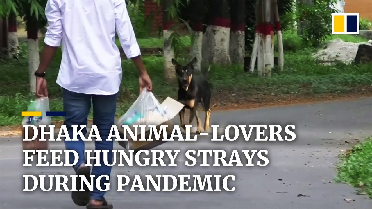 Amid the world's strictest lockdown, people who feed stray dogs
