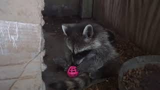 Baby Raccoon gets New Gift!
