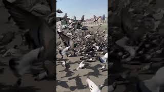 Makkah Pigeons 😍