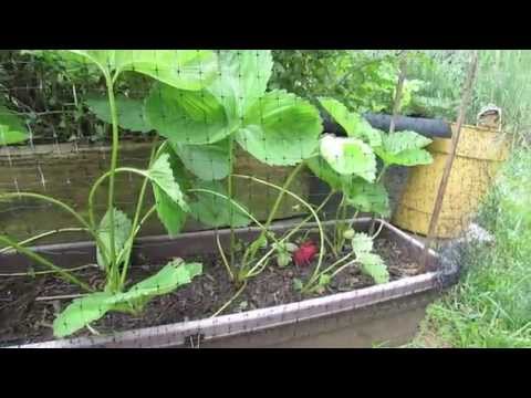 Video: Bird Nets For Strawberries (23 Photos): How To Pull And Properly Cover With Supports? Features Of Protecting Berries With A Protective Net