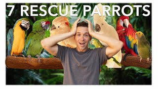 I TOOK IN 7 RESCUE PARROTS by Goat Daddy's 3,474 views 8 months ago 24 minutes