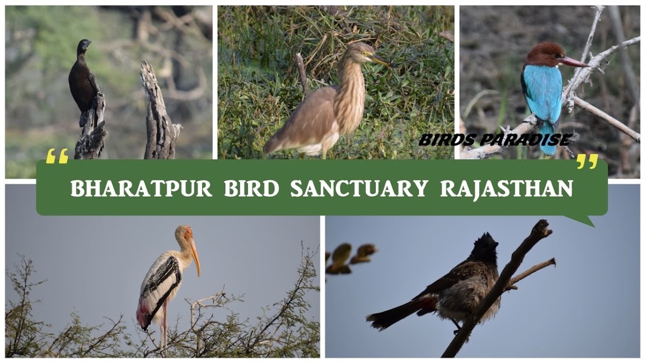 Bharatpur Bird Sanctuary Rajasthan The Best Place For Birds Lovers Bharatpur Bird Sanctuary Rajasthan The Best Place For Birds Lovers