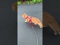 Cheeto struts #cat #leashedcat