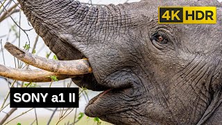 Giants  4k Hdr  Sony A1 Ii Wildlife Film bt2020 Hlg  Chobe River Botswana