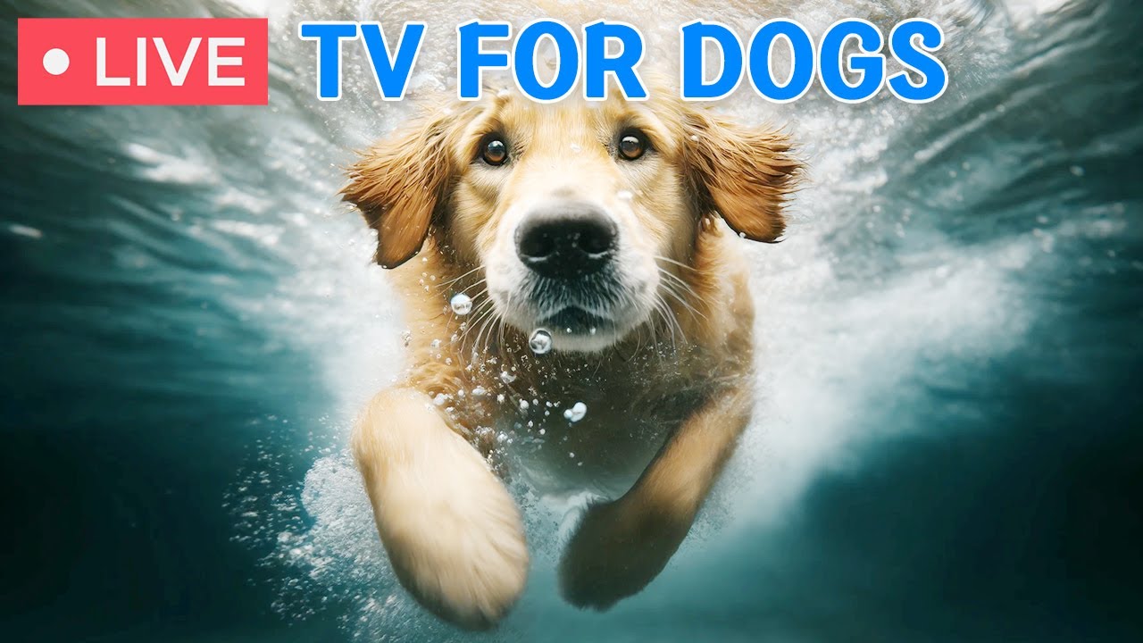 🔴 24  Hours of Dog Music｜Video for Dogs｜Separation Anxiety Music & lullaby for dogs to go to sleep