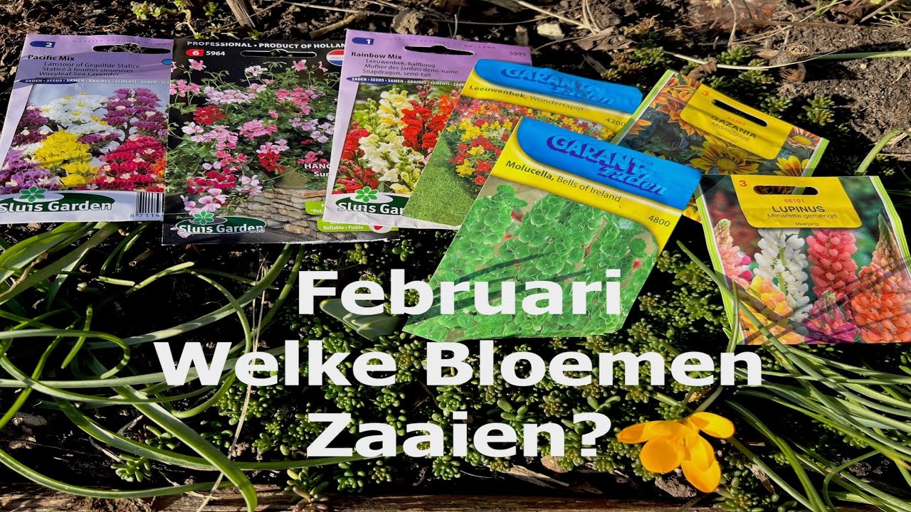 Welke Bloemen Zaaien in Februari? Met deze 7 vroege bloemen, kun je aan