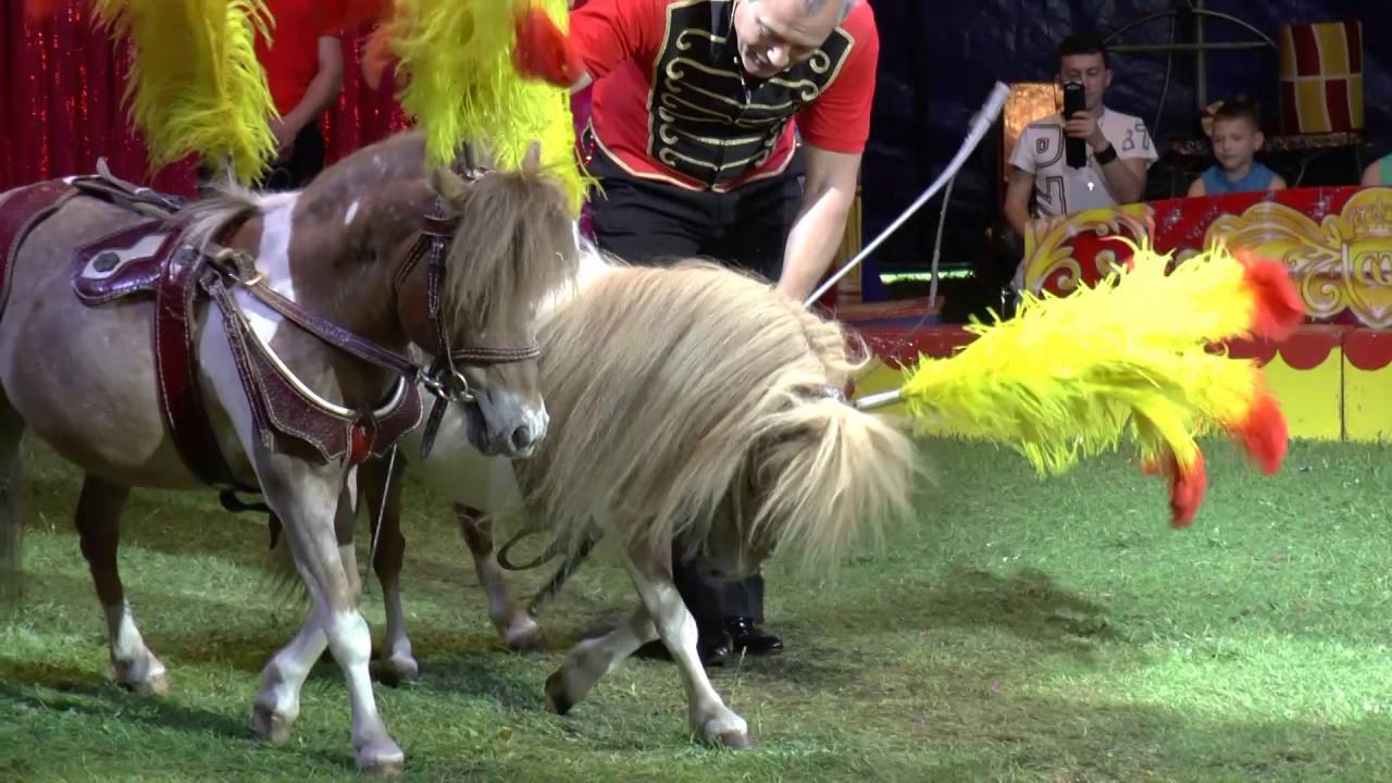 Jacky Quaiser und seine Ponys