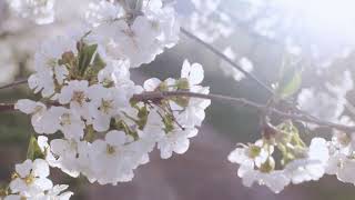 Remembering Mrs. Johnnie Mae Jackson