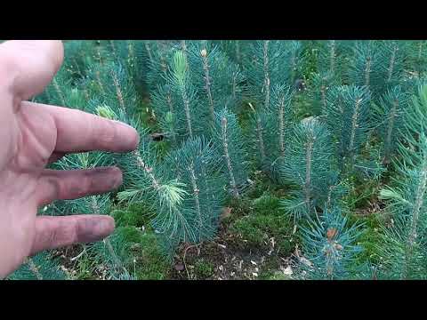 ვერცხლისფერი ნაძვი, blue spruce