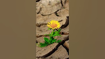 آيات عذبة من سورة البقرة 💚جمال صوت القارئ ماشاء الله❤️