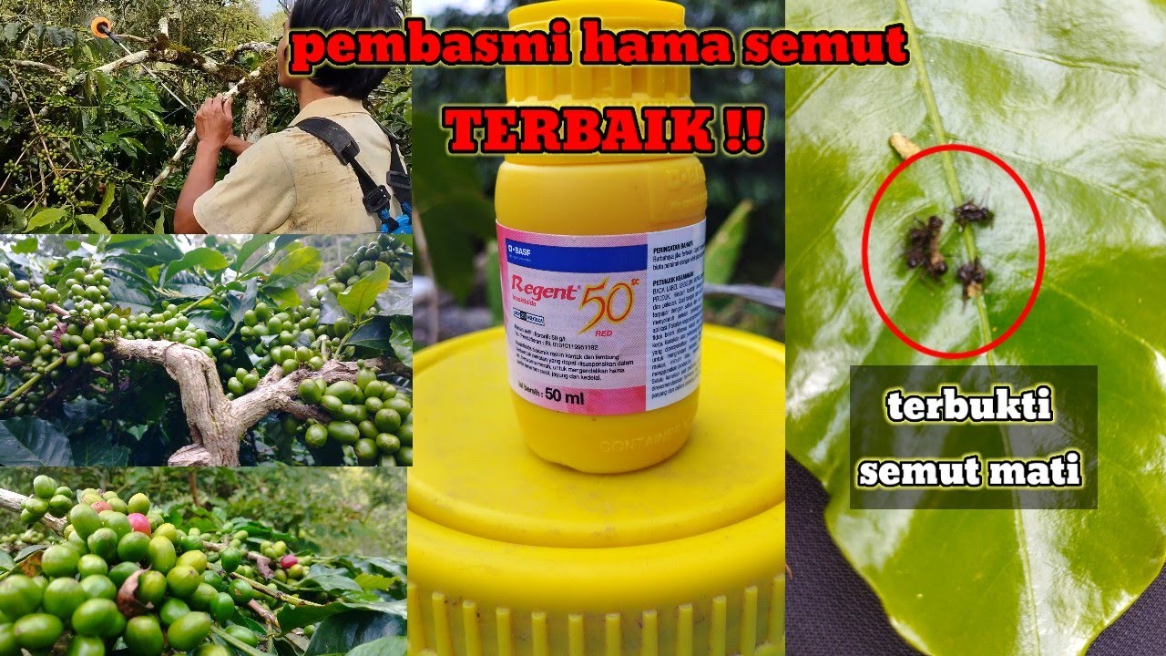 МГНОВЕННО ДОКАЗАННАЯ ЭФФЕКТИВНОСТЬ || ЭТОТ ЯД-ИНСЕКТИЦИД ЭФФЕКТИВЕН В УНИЧТОЖЕНИИ МУРАВЬЕВ, УНИЧТ...