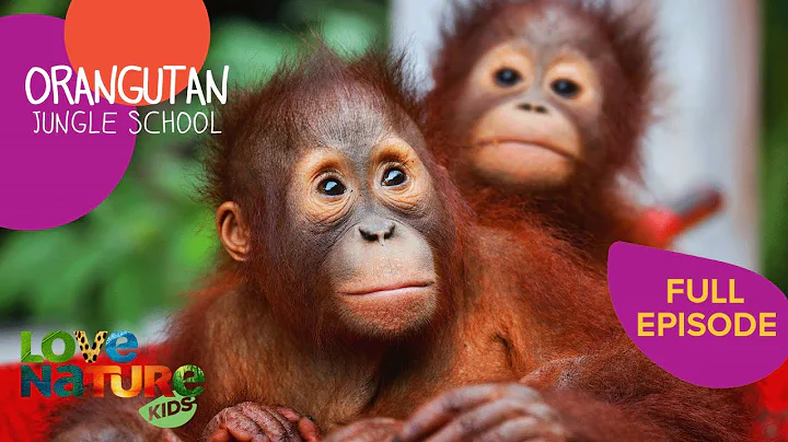 Back to School for Orangutans! | Orangutan Jungle School 301 thumbnail