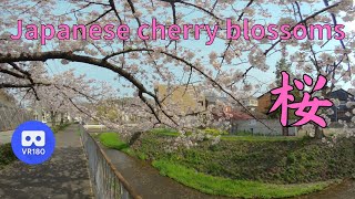 VR180 日本の桜並木 Cherry blossoms blooming in a residential area in Japan