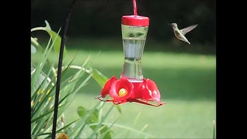 Female Ruby Throated Hummingbird in slow motion
