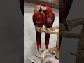 Scarlet Macaws bond for life pt 1
