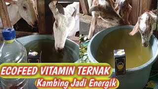 CARA MENGGUNAKAN ECOFEED UNTUK VITAMIN TERNAK KAMBING