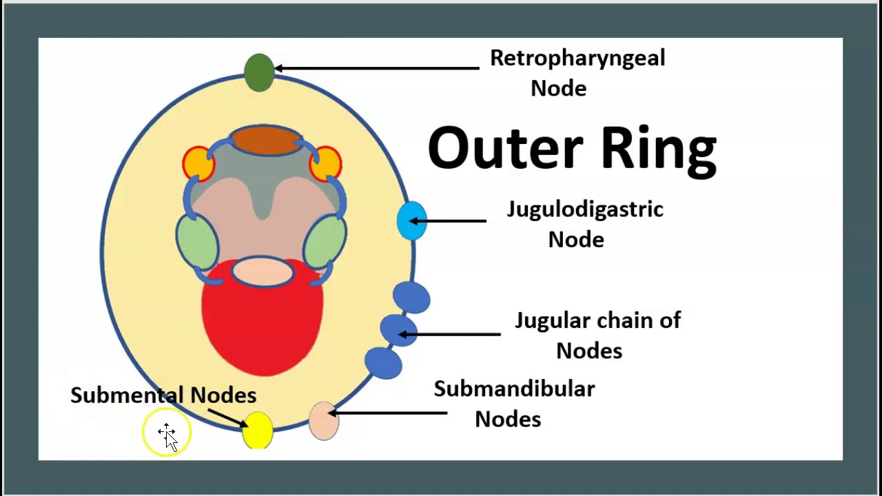 20.3: Lymphatic System - Biology LibreTexts