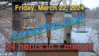 Bird Feeder Daily Timelapse [03-22-2024] Cornell Lab Cam #timelapse #birdcams #bird