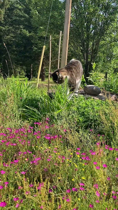 Lucy meows Good Morning!
