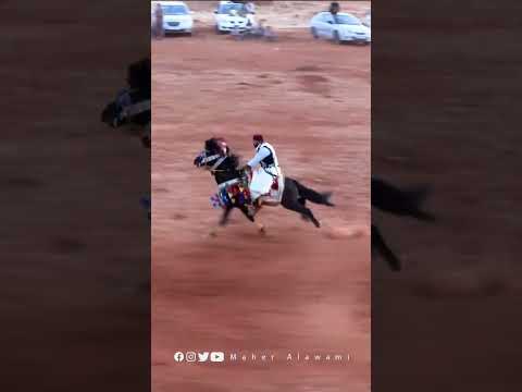 فارس من برقة شرق ليبيا على جواده يمارس رياضة الميز وهي شبيهة برياضة الفروسية الشعبية التي يحبها أغلب