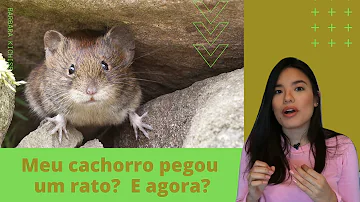 O que acontece quando um cachorro morde um rato?