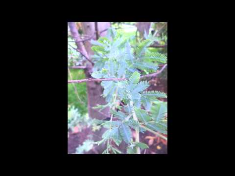Video: Sidabrinė Akacija (27 Nuotraukos): Kas Tai? „Mimosa“auginimo Taisyklės